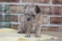 AKC Birdie-fluffy, a female French Bulldog for sale in El Dorado Springs, MO – Photo 3 of 6