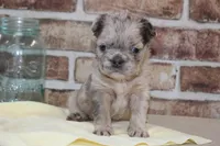 AKC Birdie-fluffy, a female French Bulldog for sale in El Dorado Springs, MO – Photo 4 of 6