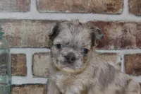 AKC Birdie-fluffy, a female French Bulldog for sale in El Dorado Springs, MO – Photo 2 of 6