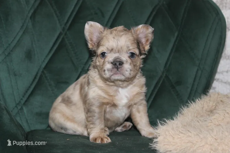 AKC Birdie-fluffy – French Bulldog puppy on hold in El Dorado Springs, MO