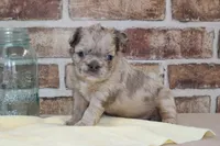 AKC Birdie-fluffy, a female French Bulldog for sale in El Dorado Springs, MO – Photo 6 of 6