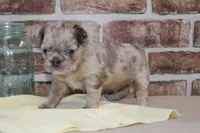 AKC Birdie-fluffy, a female French Bulldog for sale in El Dorado Springs, MO – Photo 5 of 6