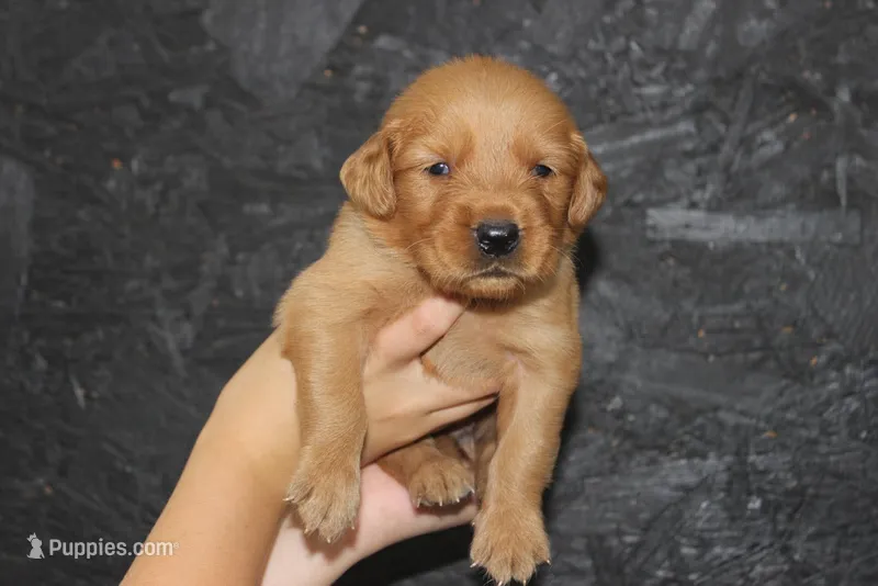 AKC Rio -  blue – Golden Retriever puppy for sale in El Dorado Springs, MO