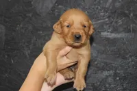 AKC Rio -  blue, a male Golden Retriever for sale in El Dorado Springs, MO – 1 of 4