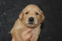 AKC Tide - light green, a male Golden Retriever for sale in El Dorado Springs, MO – 2 of 4