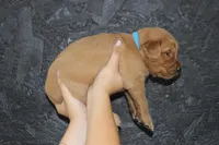 AKC Bay - light blue, a male Golden Retriever for sale in El Dorado Springs, MO – 4 of 4