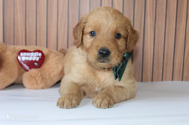 AKC Ray -green  – Golden Retriever puppy for sale in El Dorado Springs, MO