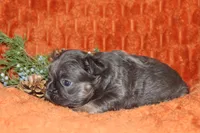 AKC Maple, a female French Bulldog for sale in El Dorado Springs, MO – 4 of 7