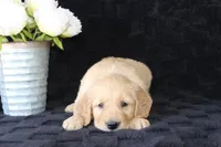 AKC Milo, a male Golden Retriever for sale in El Dorado Springs, MO – Photo 6 of 10