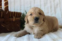 AKC Milo, a male Golden Retriever for sale in El Dorado Springs, MO – Photo 8 of 10