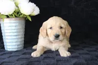 AKC Milo, a male Golden Retriever for sale in El Dorado Springs, MO – Photo 7 of 10