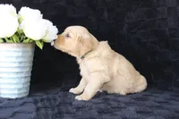 AKC Milo, a male Golden Retriever for sale in El Dorado Springs, MO – Photo 3 of 10