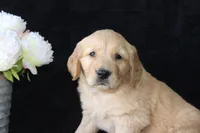 AKC Milo, a male Golden Retriever for sale in El Dorado Springs, MO – Photo 2 of 10
