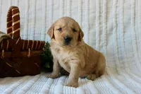 AKC Milo, a male Golden Retriever for sale in El Dorado Springs, MO – Photo 9 of 10