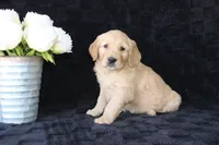 AKC Milo, a male Golden Retriever for sale in El Dorado Springs, MO – Photo 1 of 10