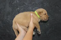 AKC Tide - light green, a male Golden Retriever for sale in El Dorado Springs, MO – 3 of 4