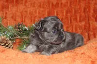 AKC Hazel, a female French Bulldog for sale in El Dorado Springs, MO – 7 of 7