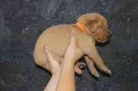 AKC Finn - orange, a male Golden Retriever for sale in El Dorado Springs, MO – 4 of 4