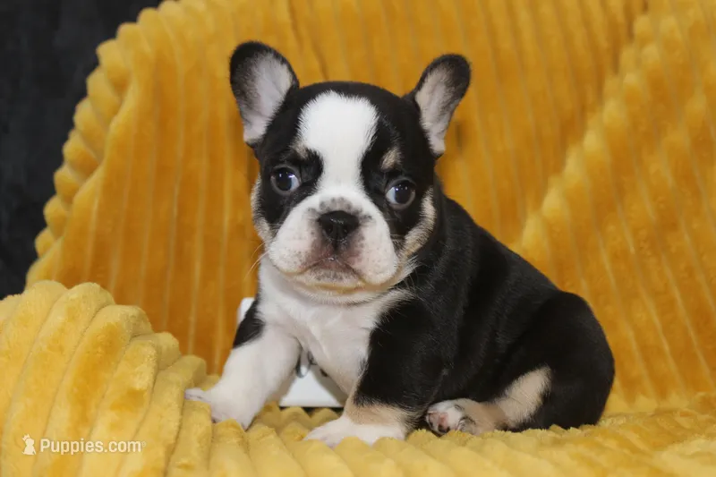 AKC Della – French Bulldog puppy for sale in El Dorado Springs, MO