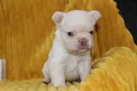 AKC Enzo -fluffy, a male French Bulldog for sale in El Dorado Springs, MO – 4 of 7