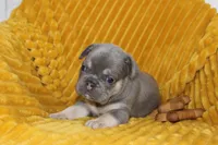 AKC Sully, a male French Bulldog for sale in El Dorado Springs, MO – 2 of 7