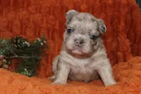 AKC Pumpkin, a female French Bulldog for sale in El Dorado Springs, MO – 5 of 6