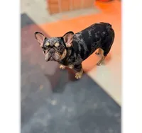 AKC Dolly, a female French Bulldog for sale in El Dorado Springs, MO – 2 of 2