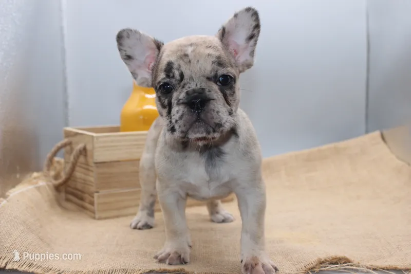 AKC Ivy – French Bulldog puppy for sale in El Dorado Springs, MO