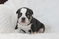 AKC Della, a female French Bulldog for sale in El Dorado Springs, MO – 6 of 6