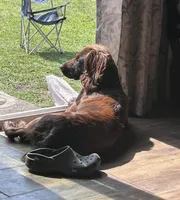 Blue, a male Boykin Spaniel for sale in Walterboro, SC – Photo 3 of 3