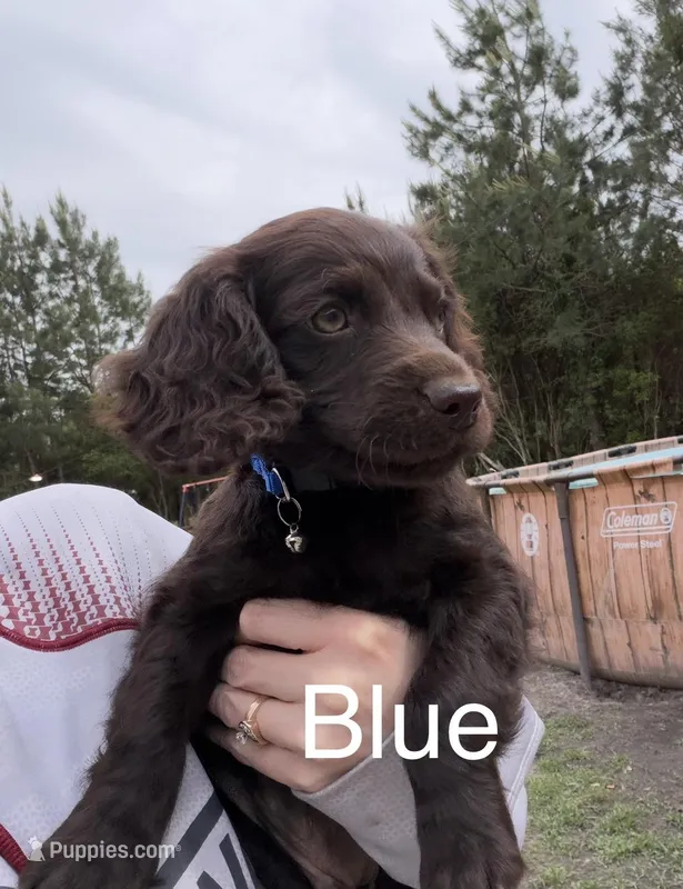 Blue – Boykin Spaniel puppy for sale in Walterboro, SC