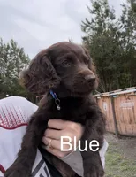 Blue, a male Boykin Spaniel for sale in Walterboro, SC – Photo 1 of 3