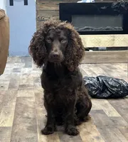 Teal, a male Boykin Spaniel for sale in Walterboro, SC – Photo 2 of 3
