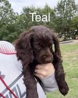 Teal, a male Boykin Spaniel for sale in Walterboro, SC – Photo 1 of 3