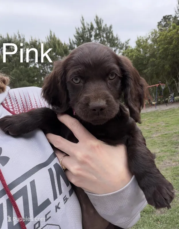 Pink – Boykin Spaniel puppy for sale in Walterboro, SC