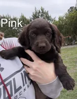 Pink, a female Boykin Spaniel for sale in Walterboro, SC – Photo 1 of 3