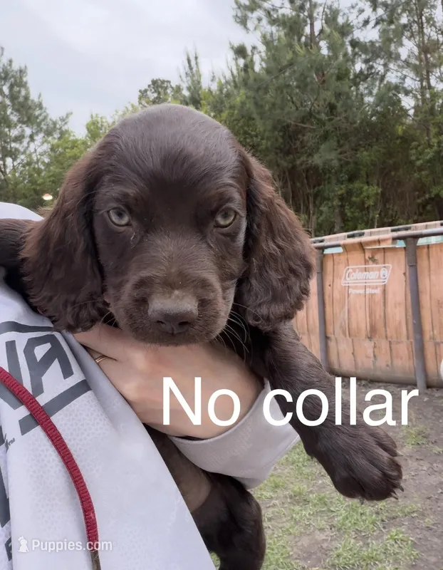 Orange – Boykin Spaniel puppy for sale in Walterboro, SC