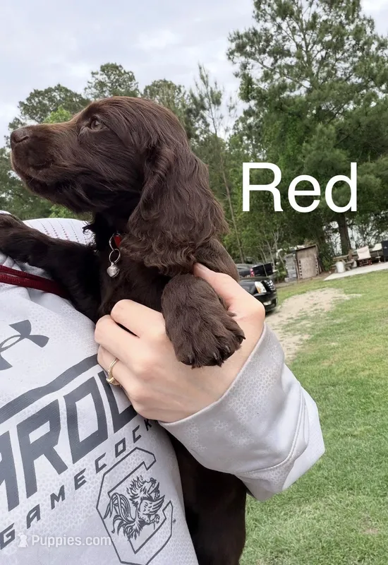 Red – Boykin Spaniel puppy for sale in Walterboro, SC