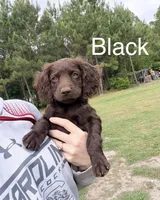 Black, a male Boykin Spaniel for sale in Walterboro, SC – Photo 1 of 3