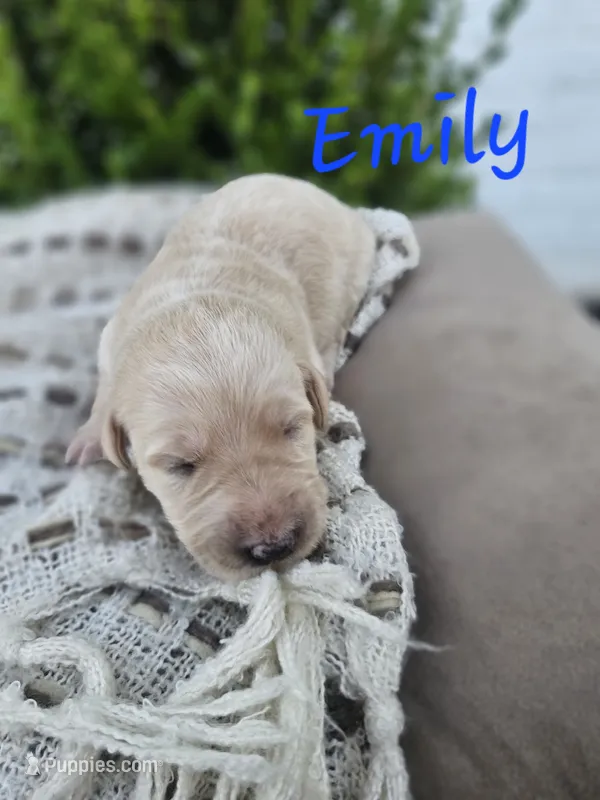 Emily – Labradoodle puppy for sale in Kannapolis, NC