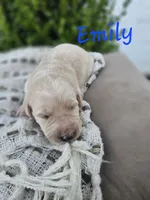 Emily, a female Labradoodle for sale in Kannapolis, NC – 4 of 6