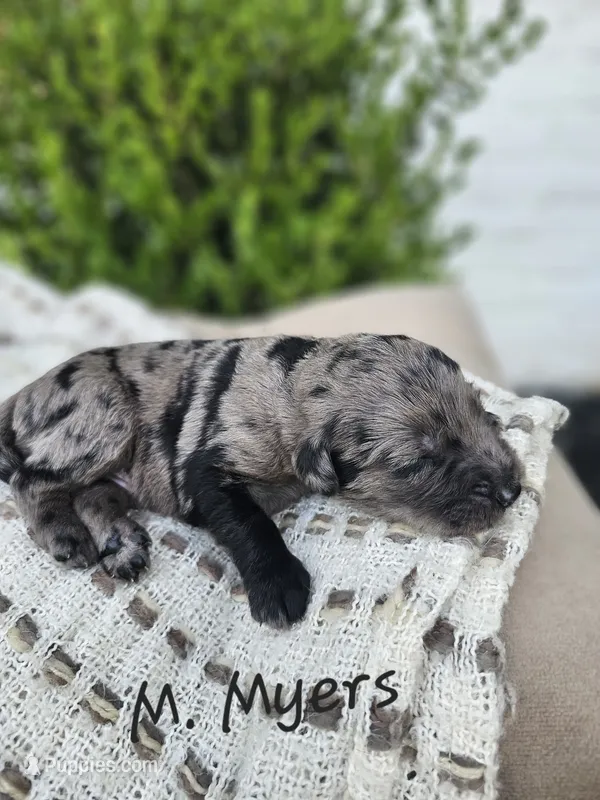 M. Myers – Labradoodle puppy for sale in Kannapolis, NC