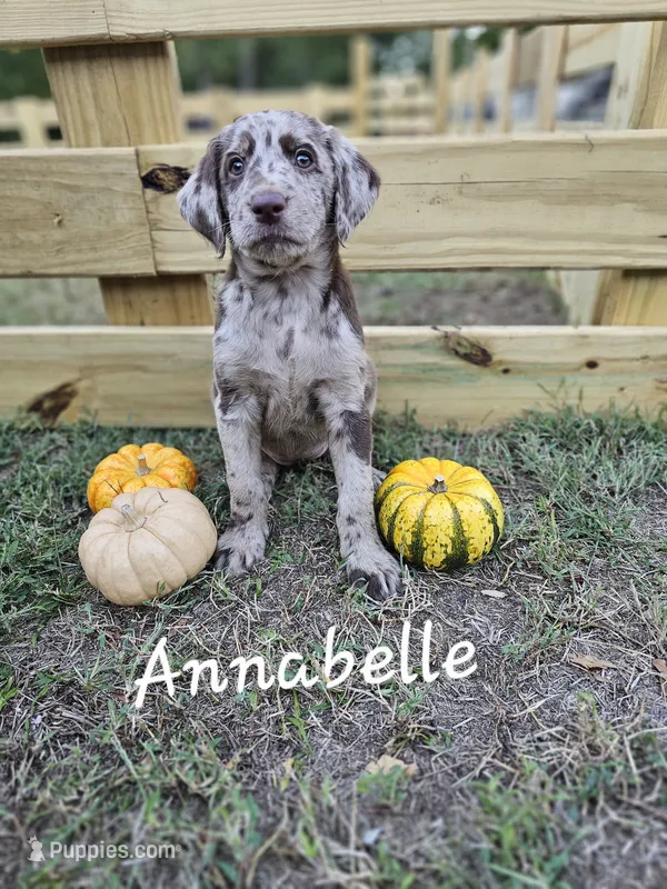 Anabelle – Labradoodle puppy for sale in Kannapolis, NC
