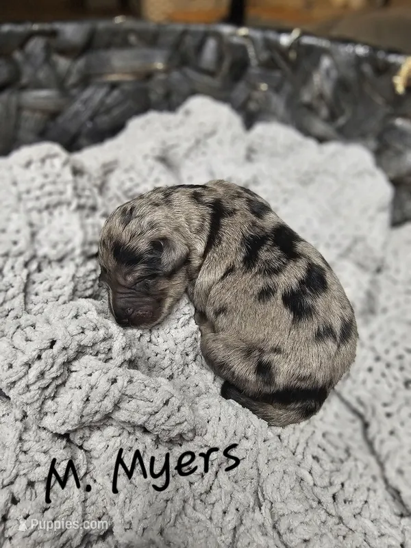 M. Myers – Labradoodle puppy for sale in Kannapolis, NC