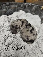 M. Myers, a male Labradoodle for sale in Kannapolis, NC – 1 of 2