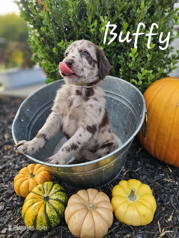 Buffy – Labradoodle puppy for sale in Kannapolis, NC