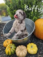 Buffy, a female Labradoodle for sale in Kannapolis, NC – 1 of 6