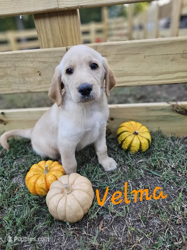 Velma – Labradoodle puppy for sale in Kannapolis, NC