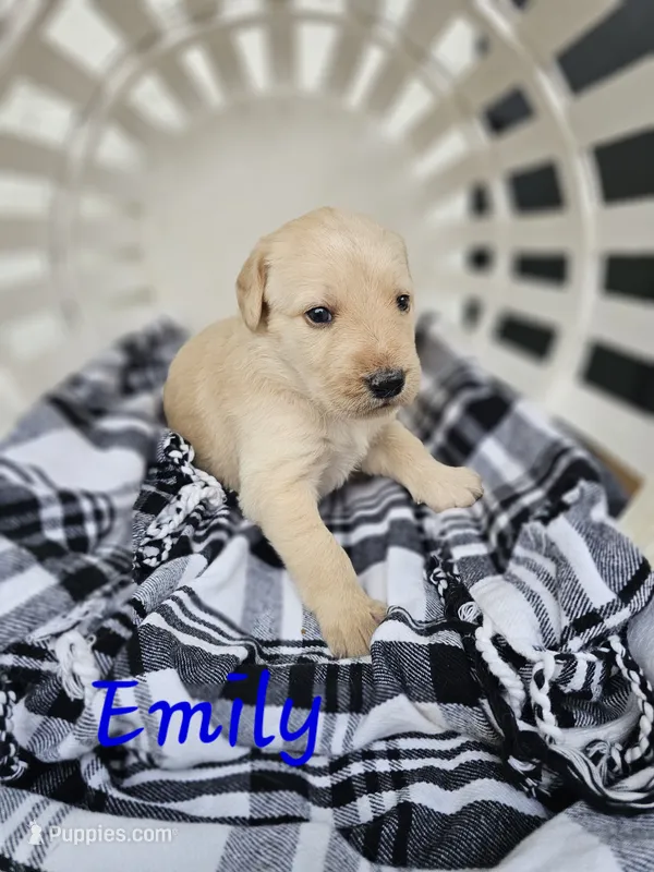 Emily – Labradoodle puppy for sale in Kannapolis, NC