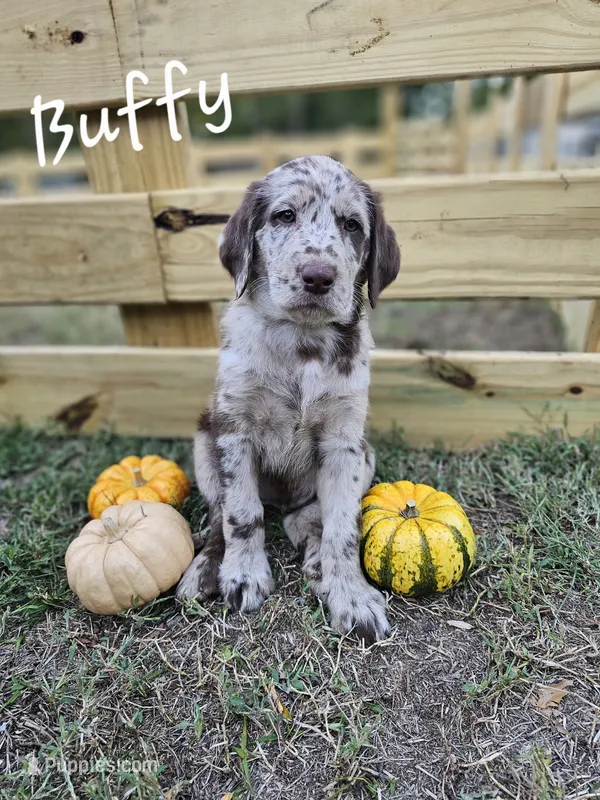 Buffy – Labradoodle puppy for sale in Kannapolis, NC